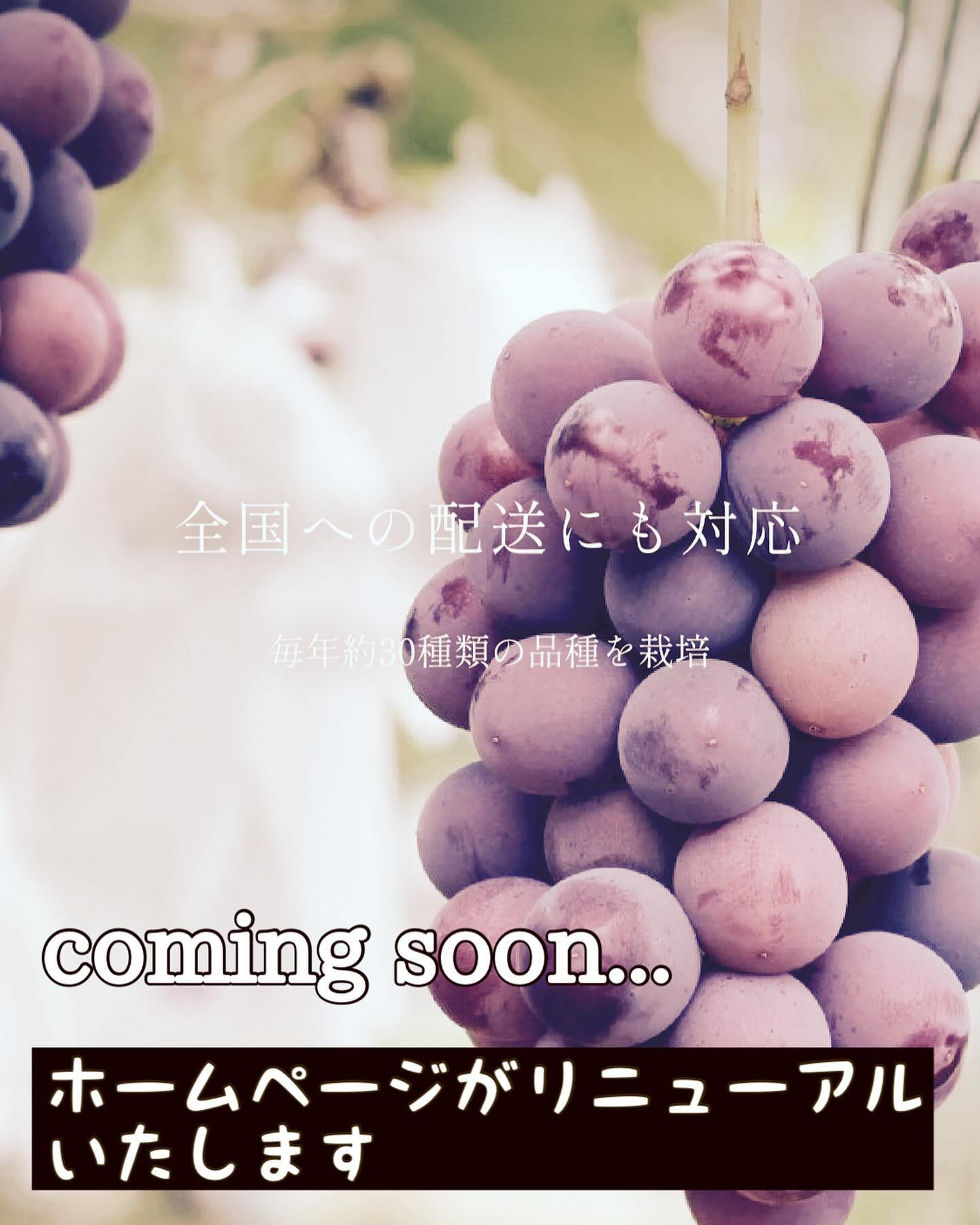 ぶどう屋さんすずきです🍇