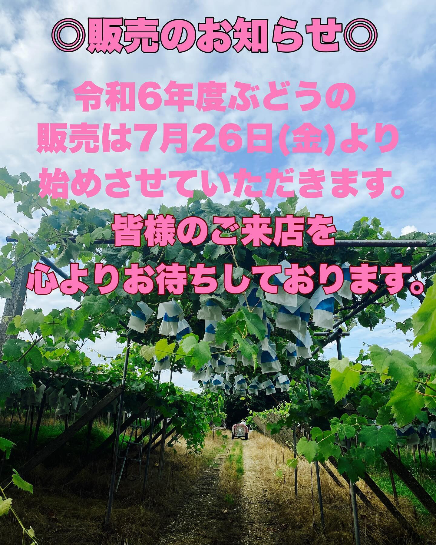 7月26日ぶどう直売所オープン！！