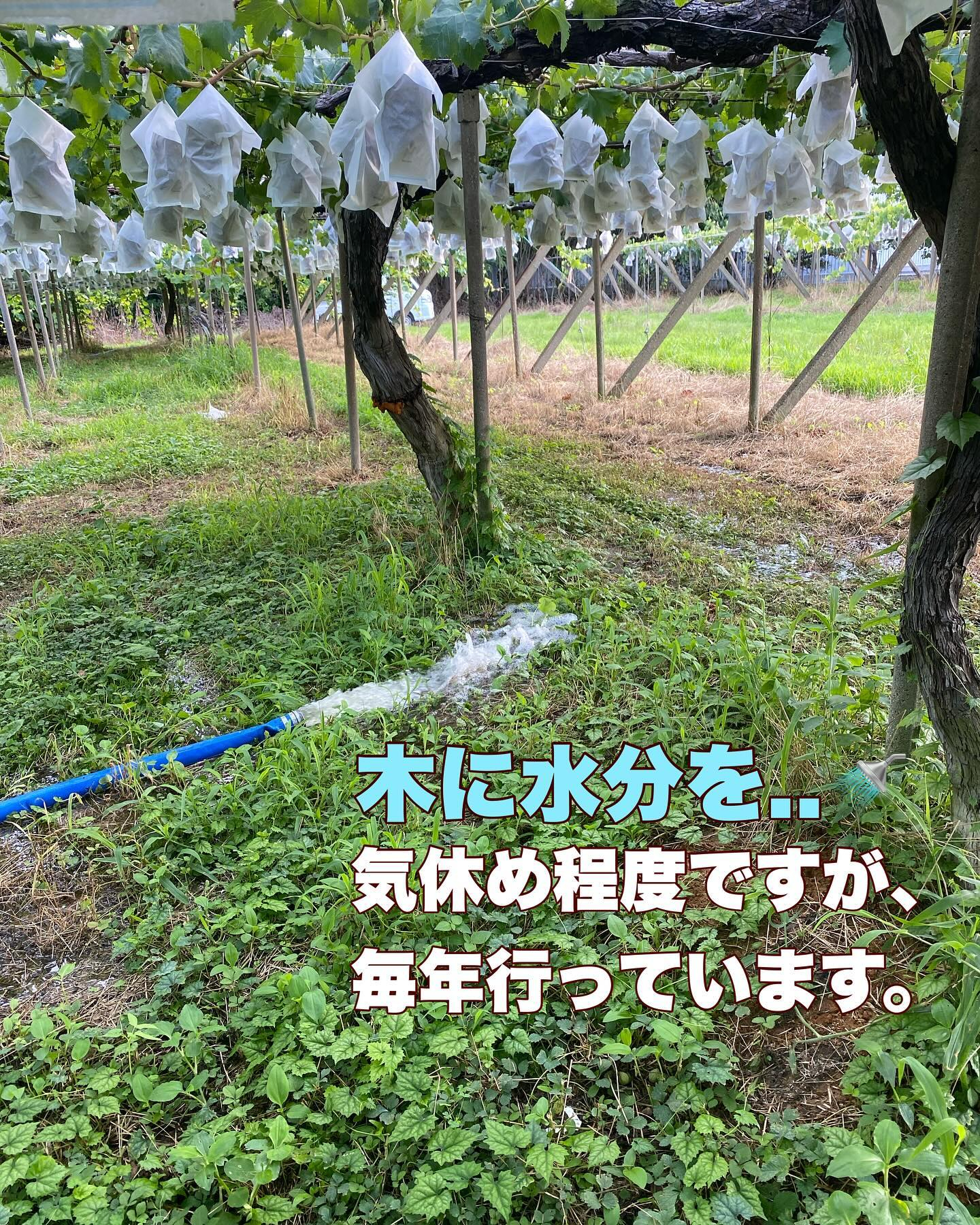 そろそろ梅雨明けですね☀️