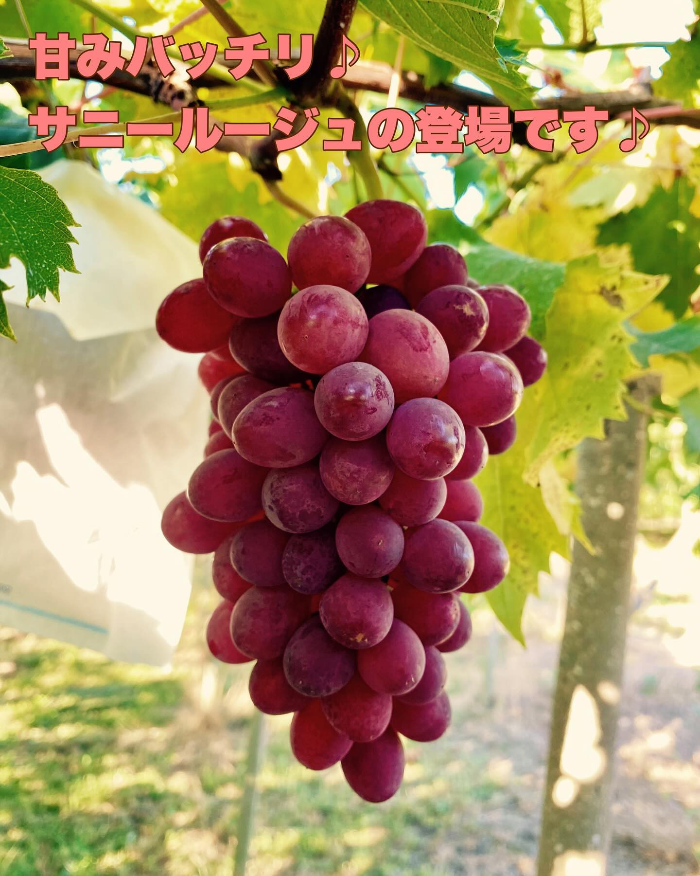 おはようございます🍇