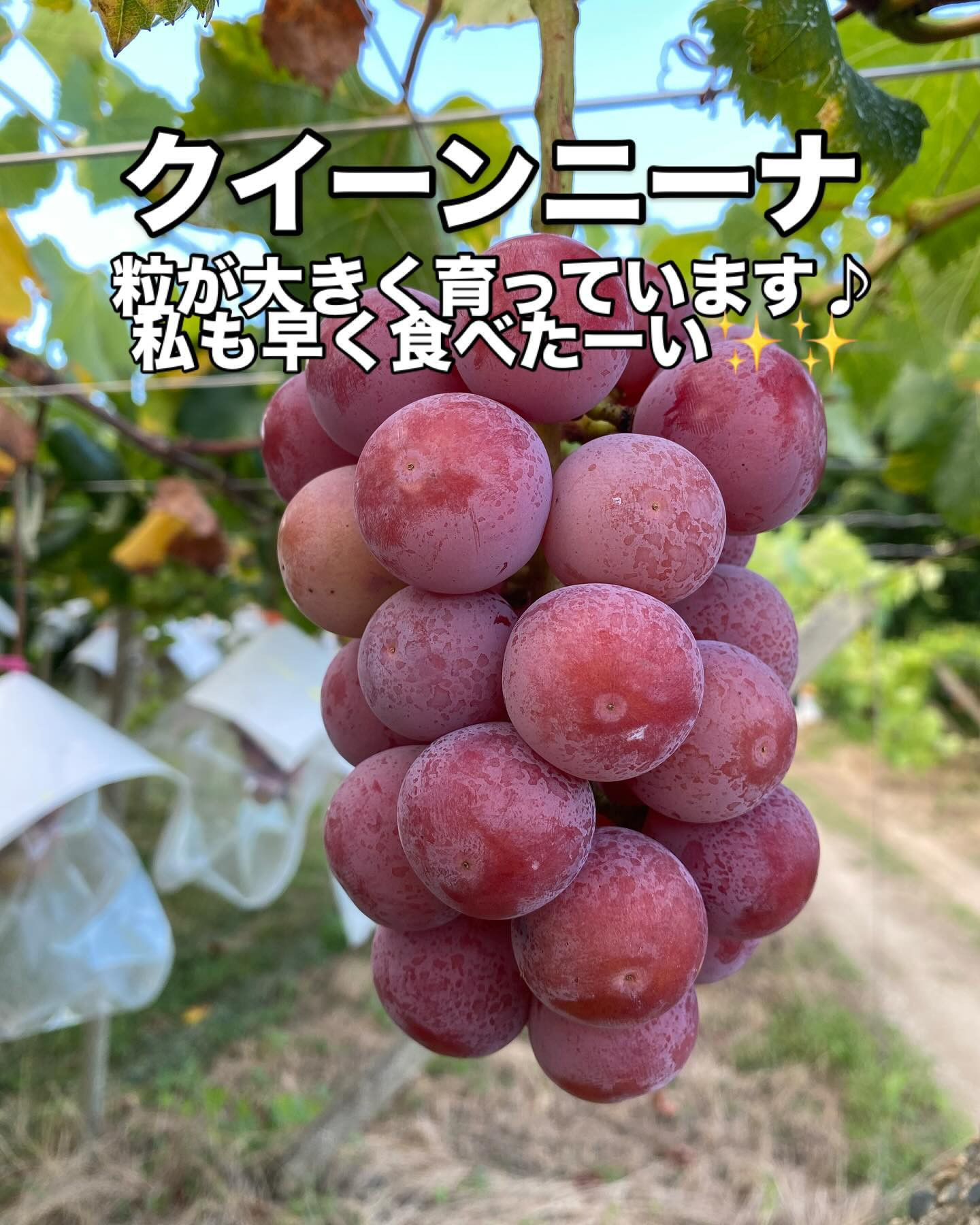 ぶどう屋さんすずきです🍇