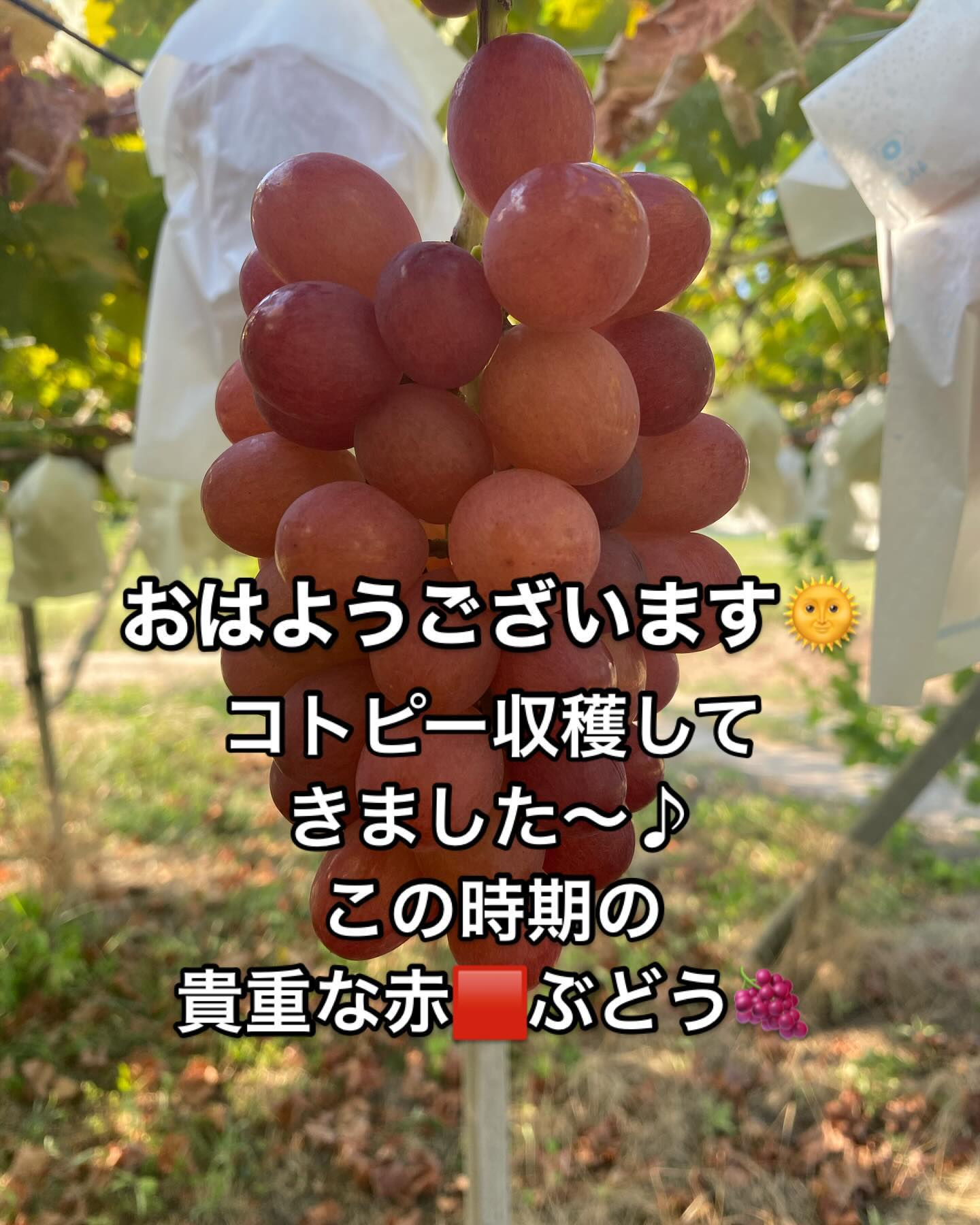 ぶどう屋さんすずきです🍇