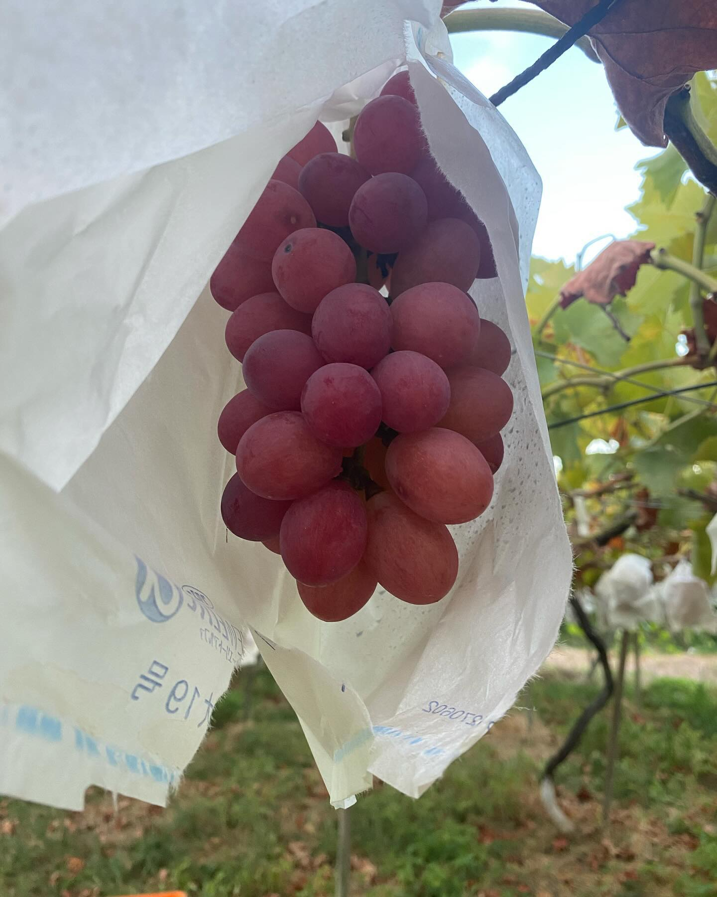 ぶどう屋さんすずきです🍇