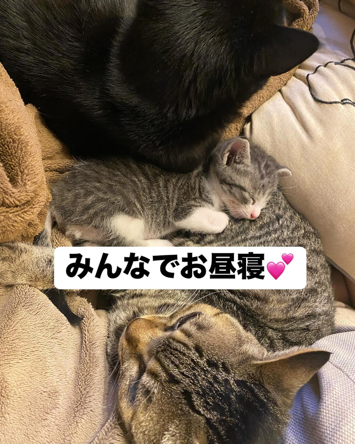 先住猫たちとも仲良し🐈🐈‍⬛