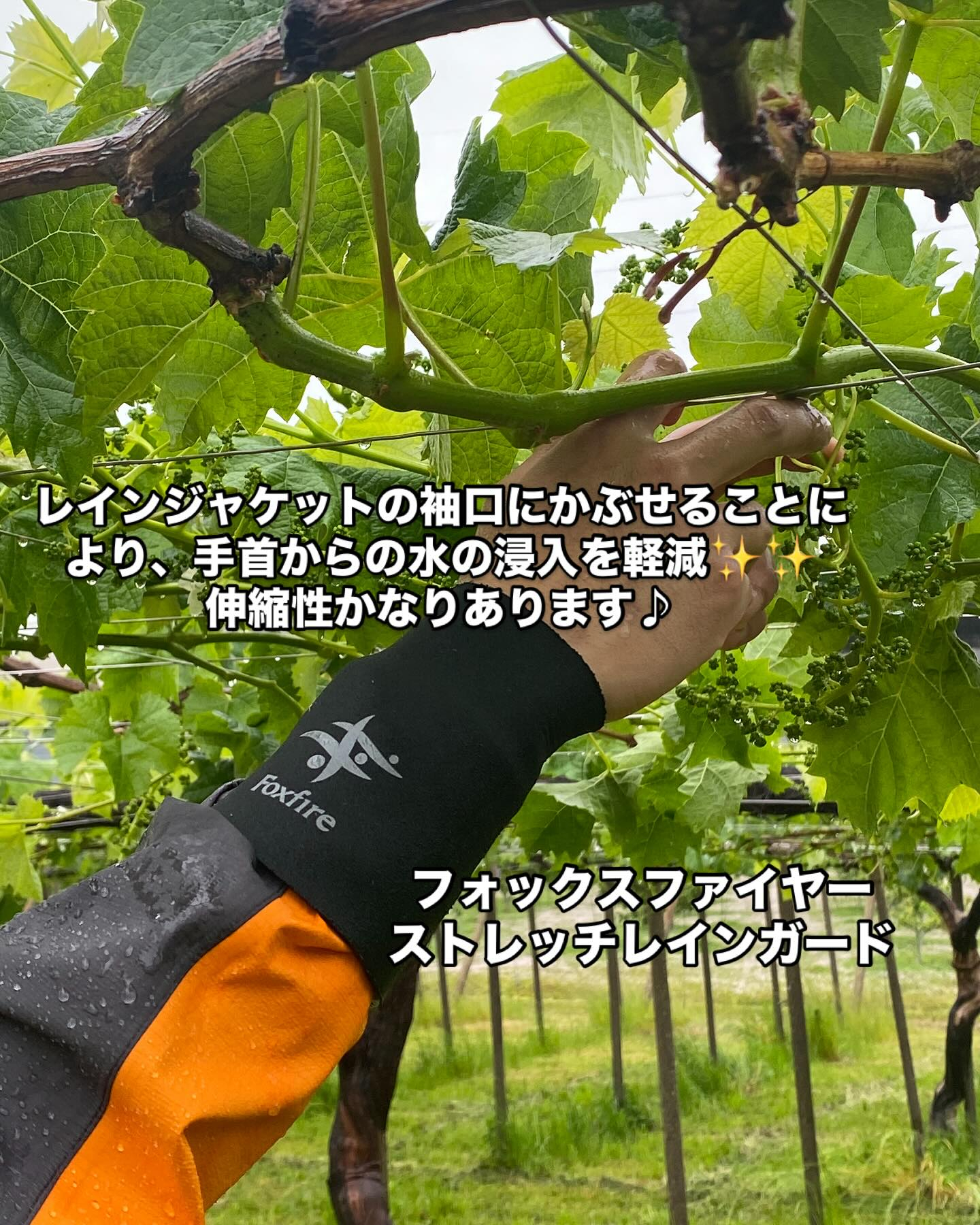 ぶどう屋さんすずきです🍇
