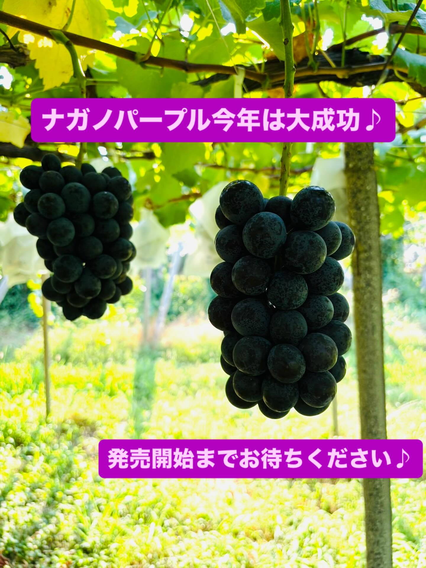 ぶどう屋さんすずきです♪