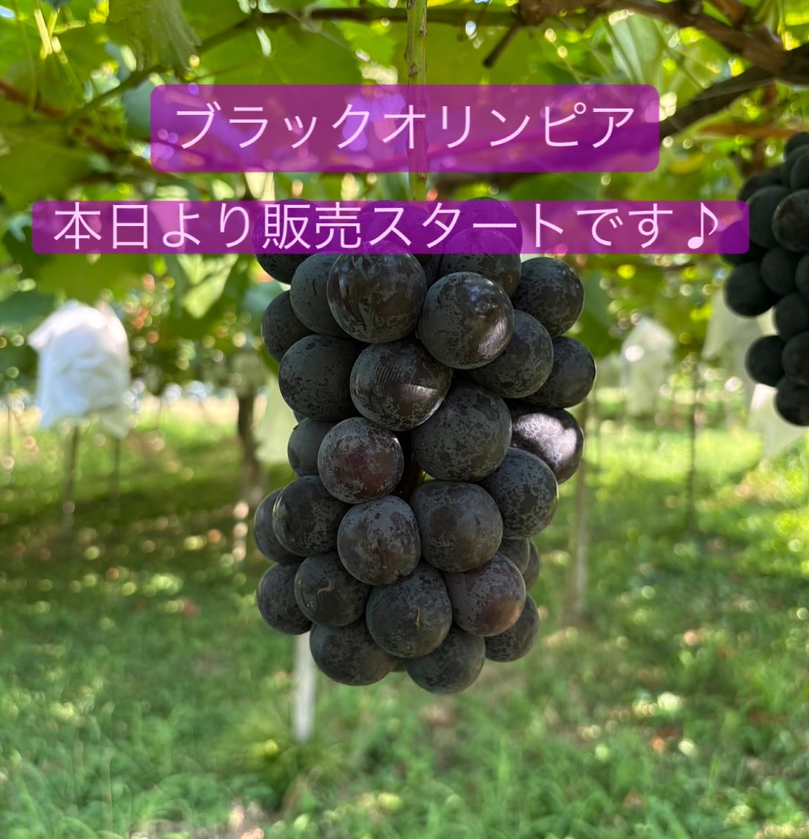 おはようございます♪