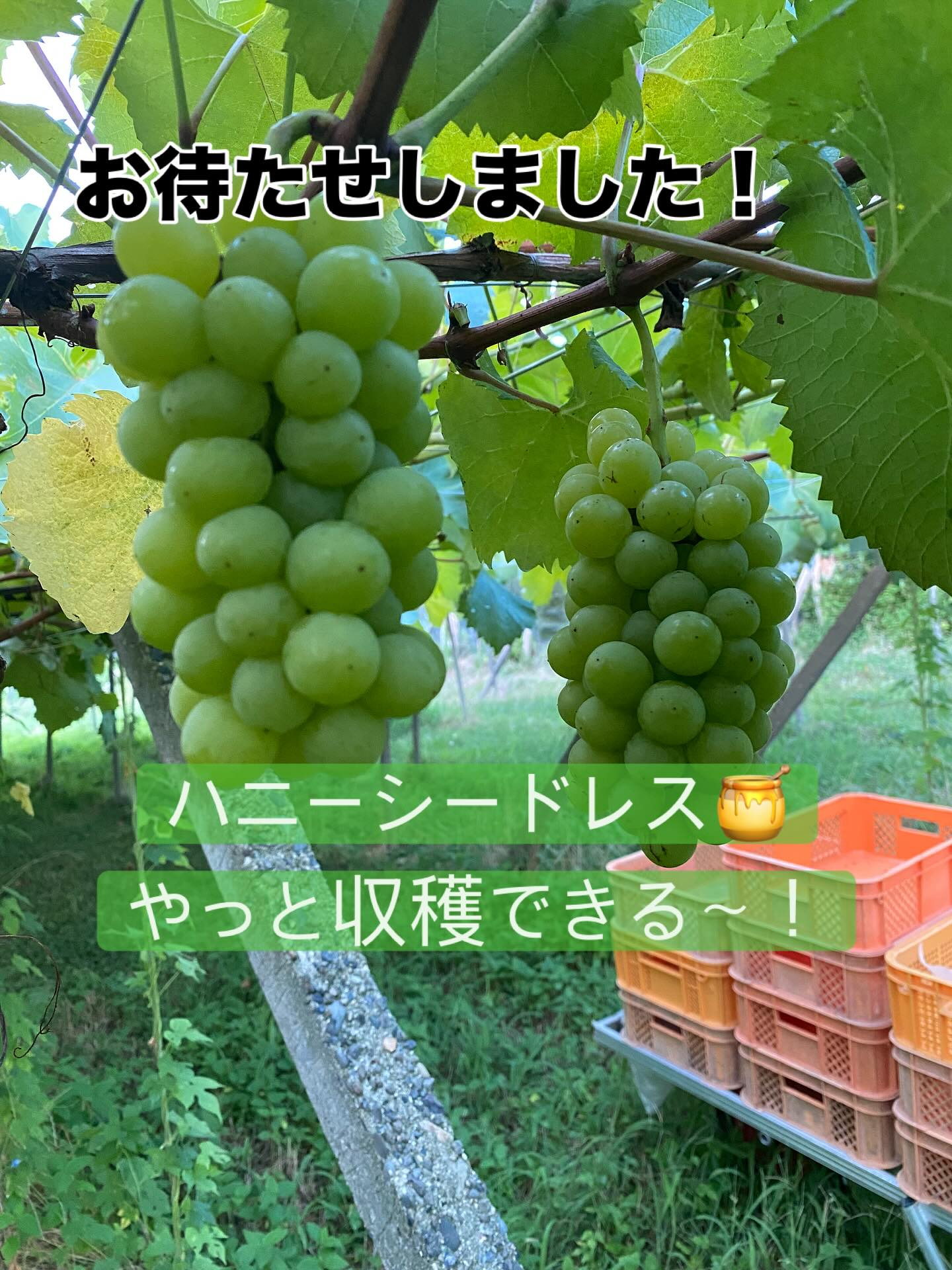 おはようございます♪