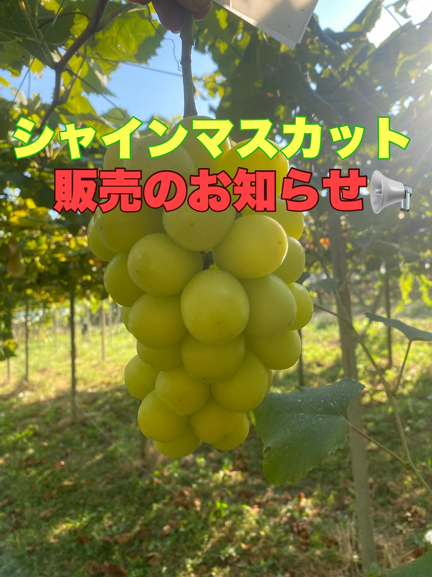 おはようございます♪