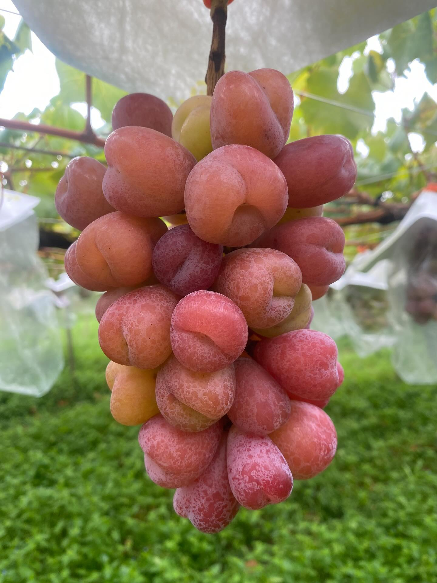 おはようございます♪