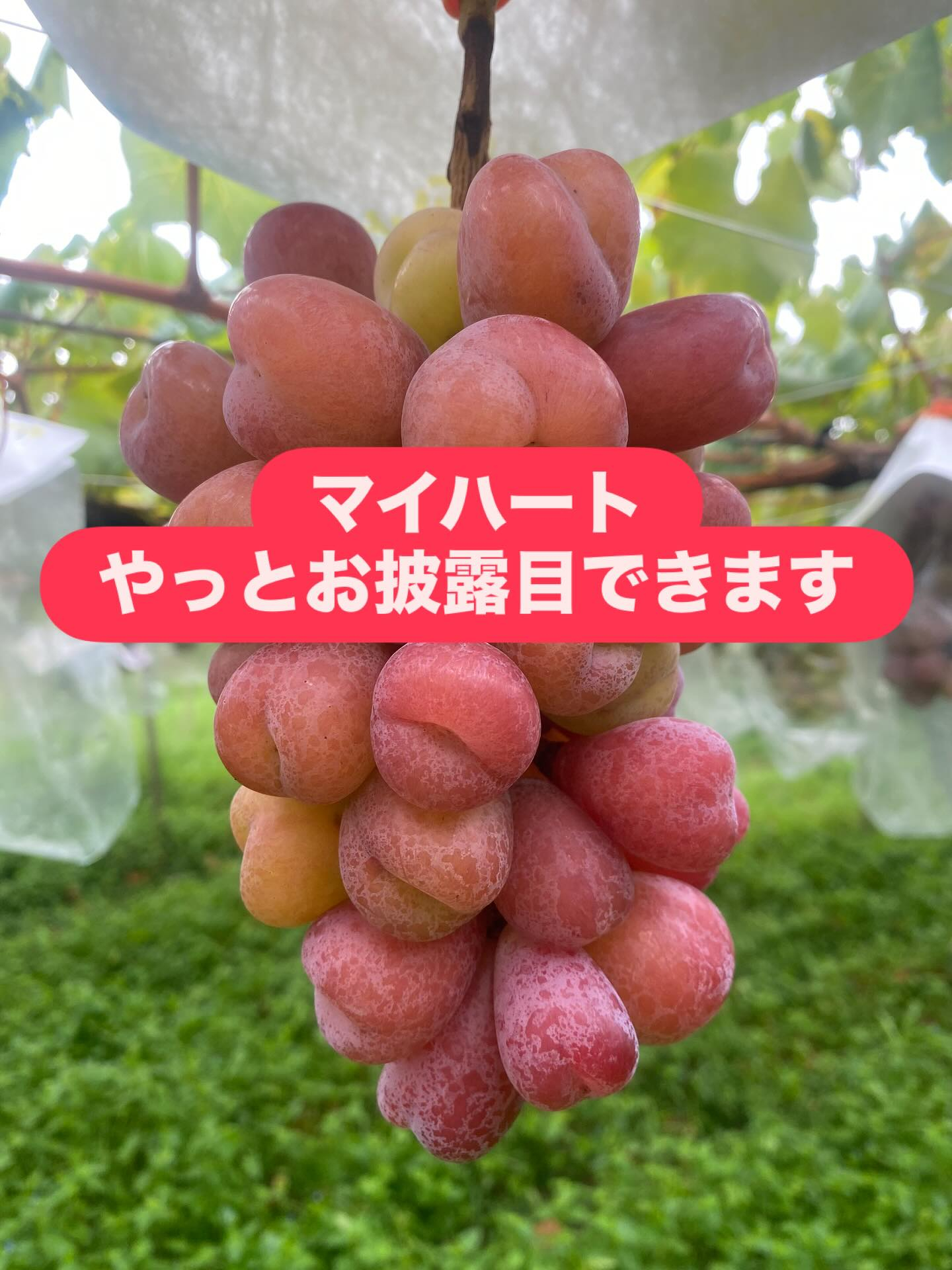 おはようございます♪