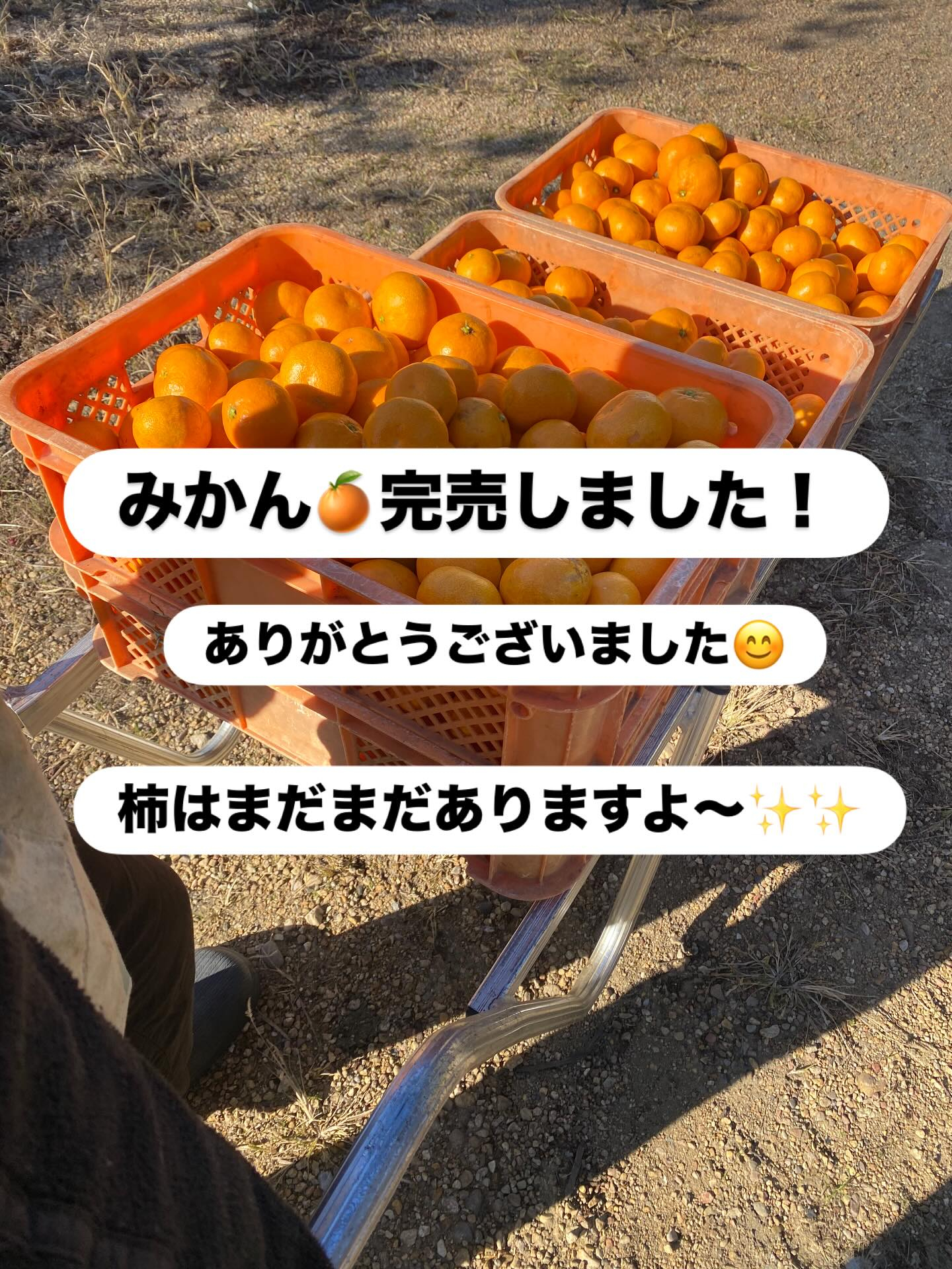 みかん🍊完売しました！