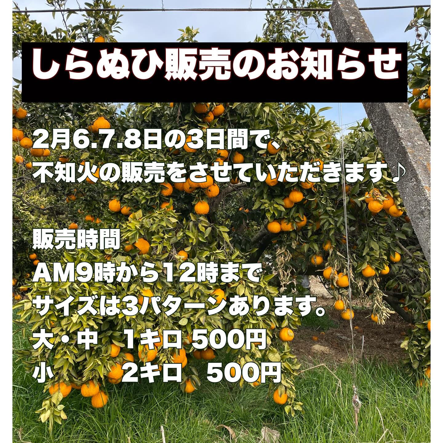 ぶどう屋さんすずきです♪