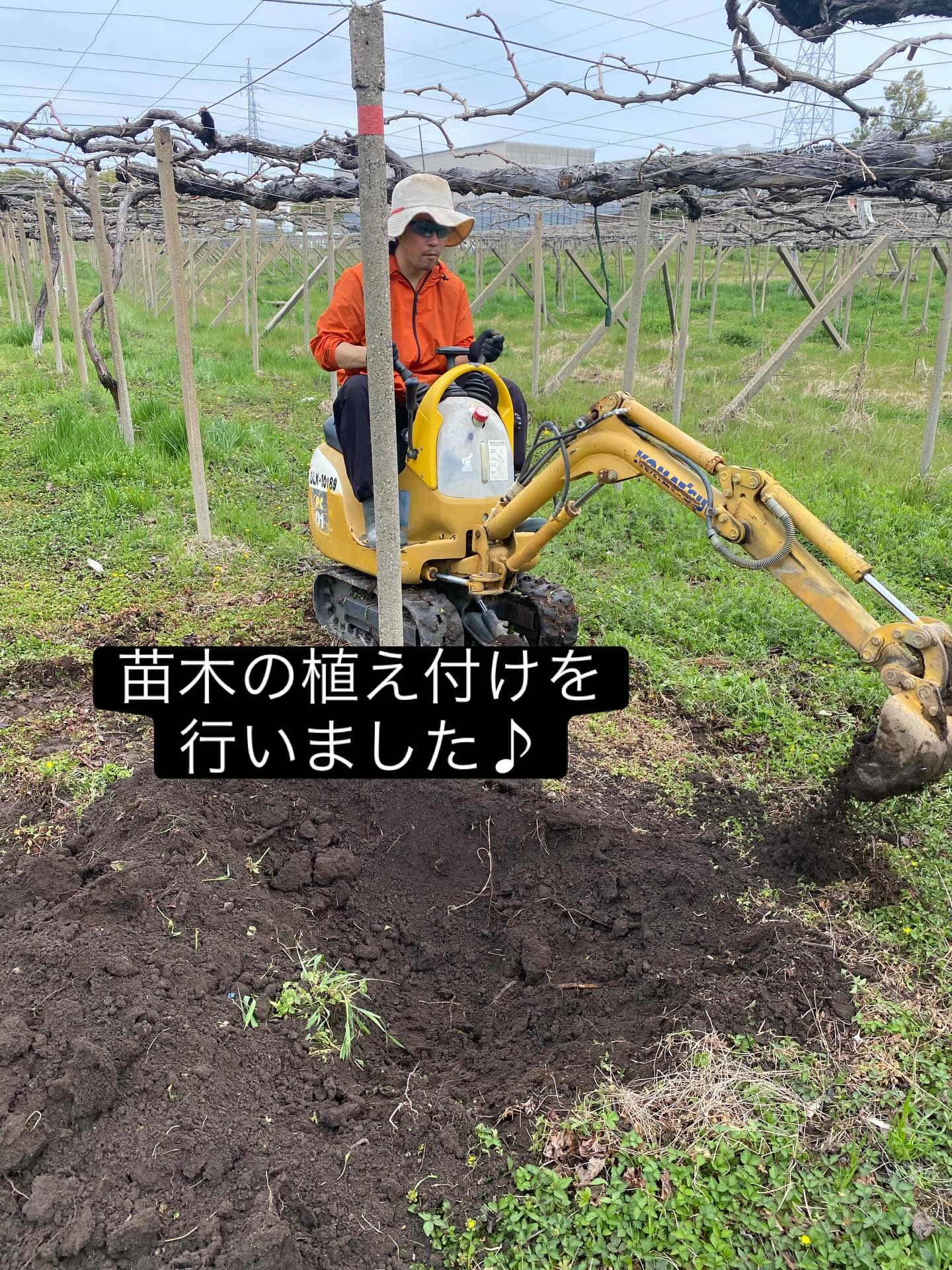 おはようございます🍇