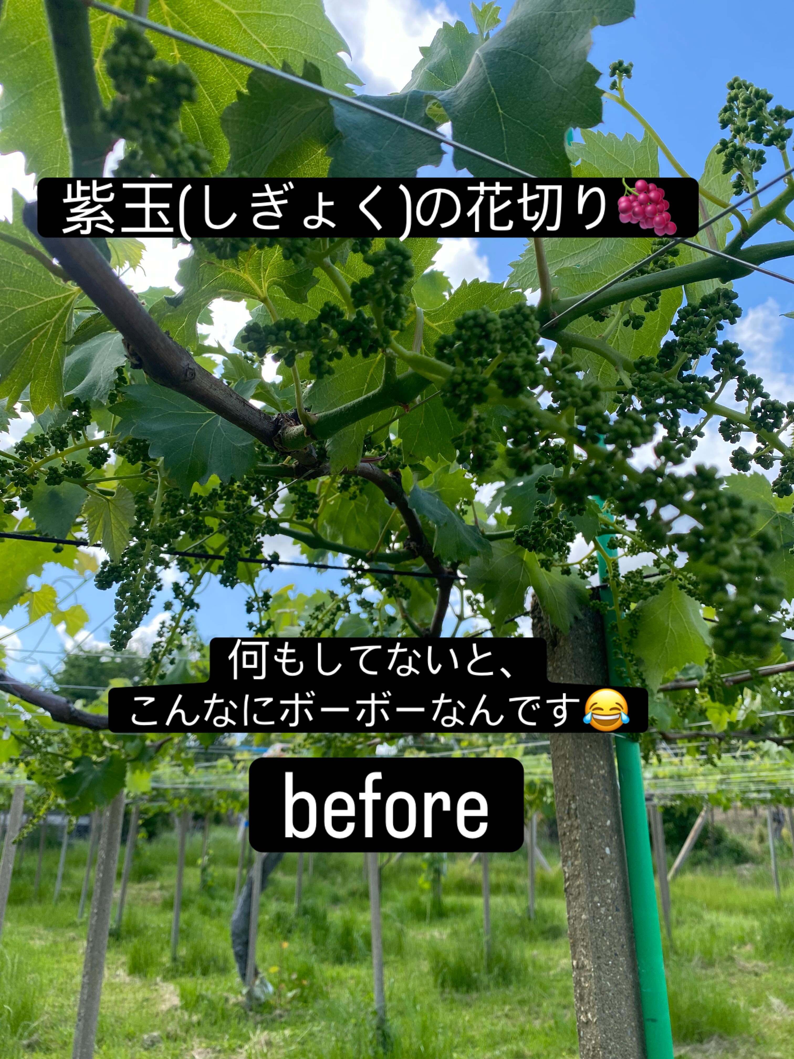 ぶどう屋さんすずきです🍇