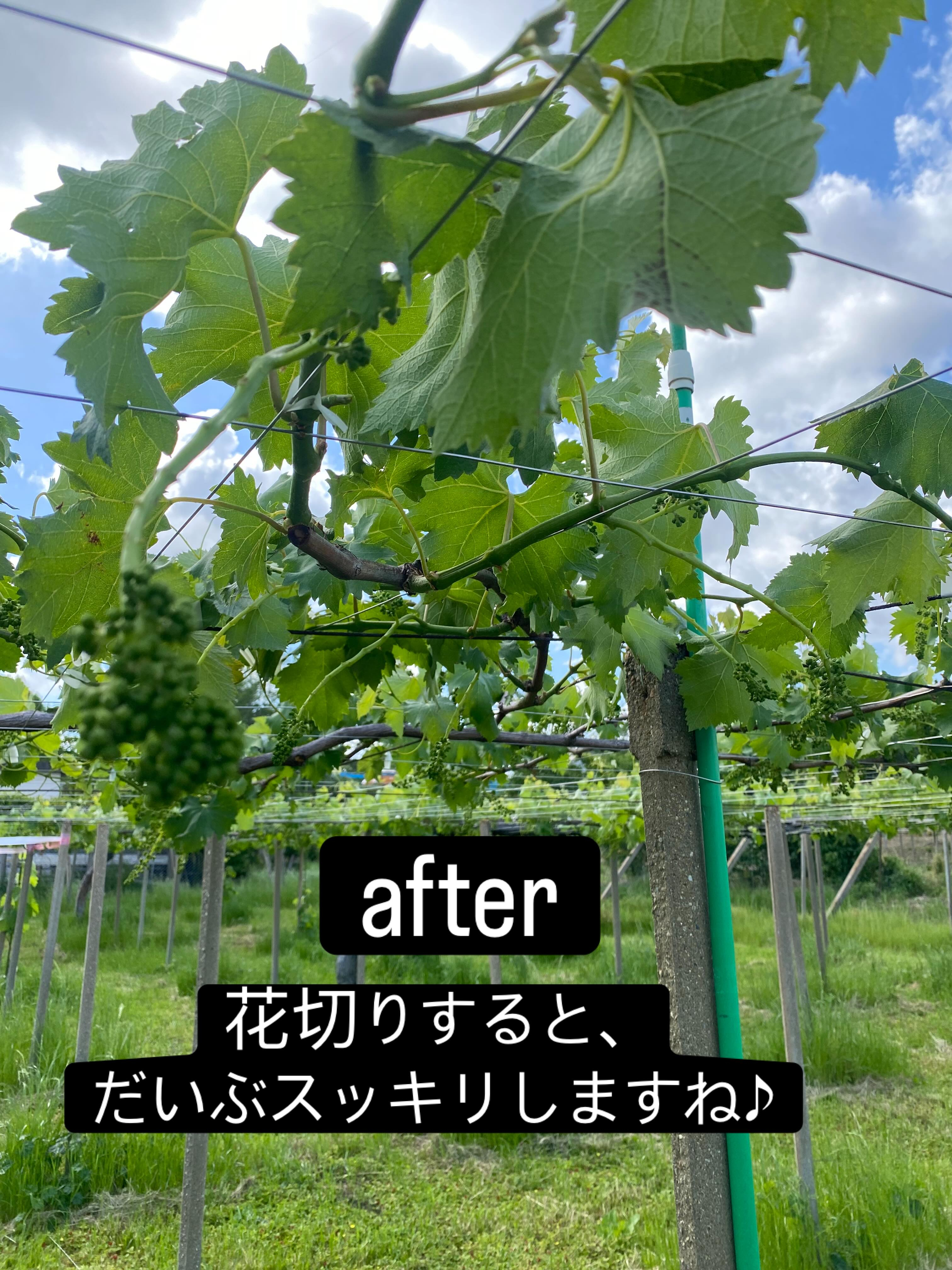 ぶどう屋さんすずきです🍇
