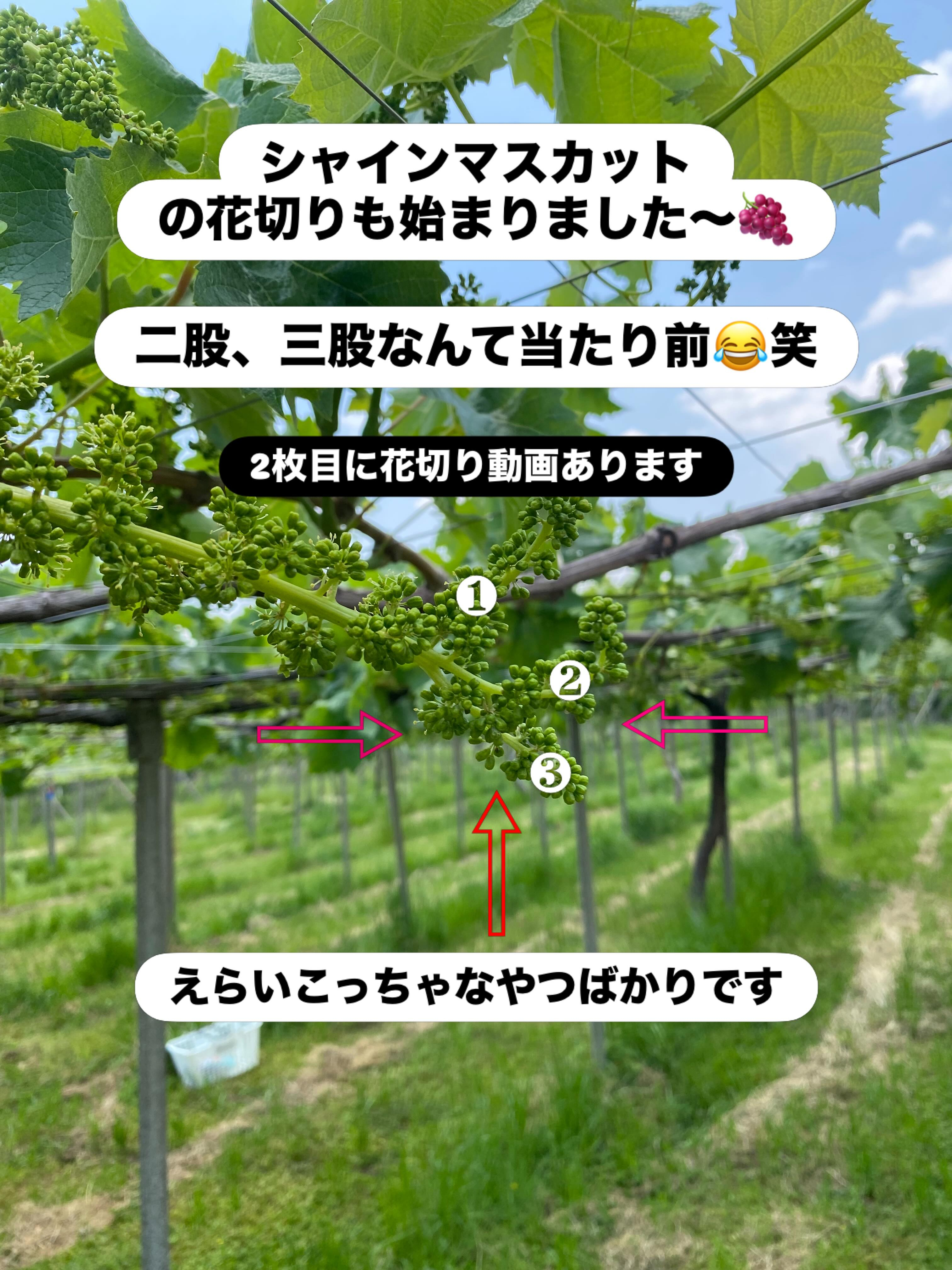ぶどう屋さんすずきです🍇