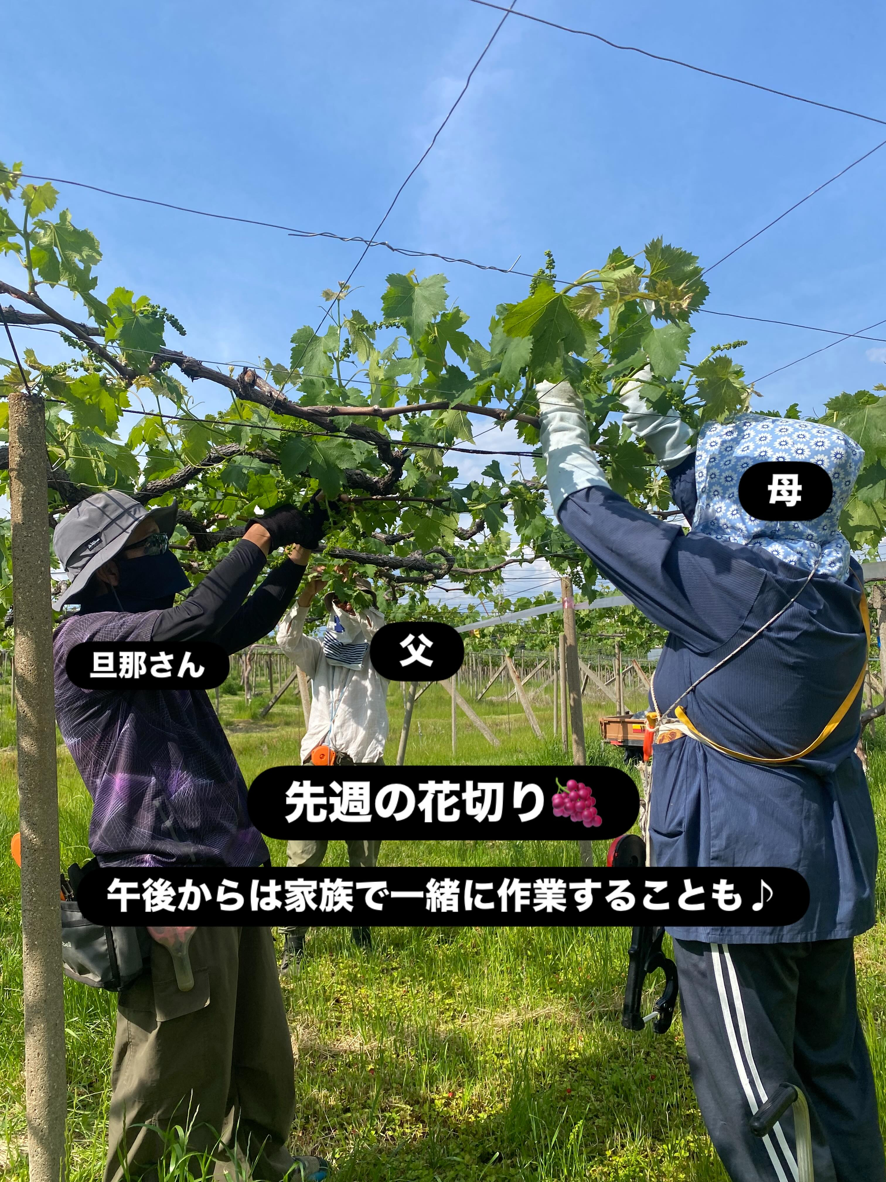 ぶどう屋さんすずきです🍇
