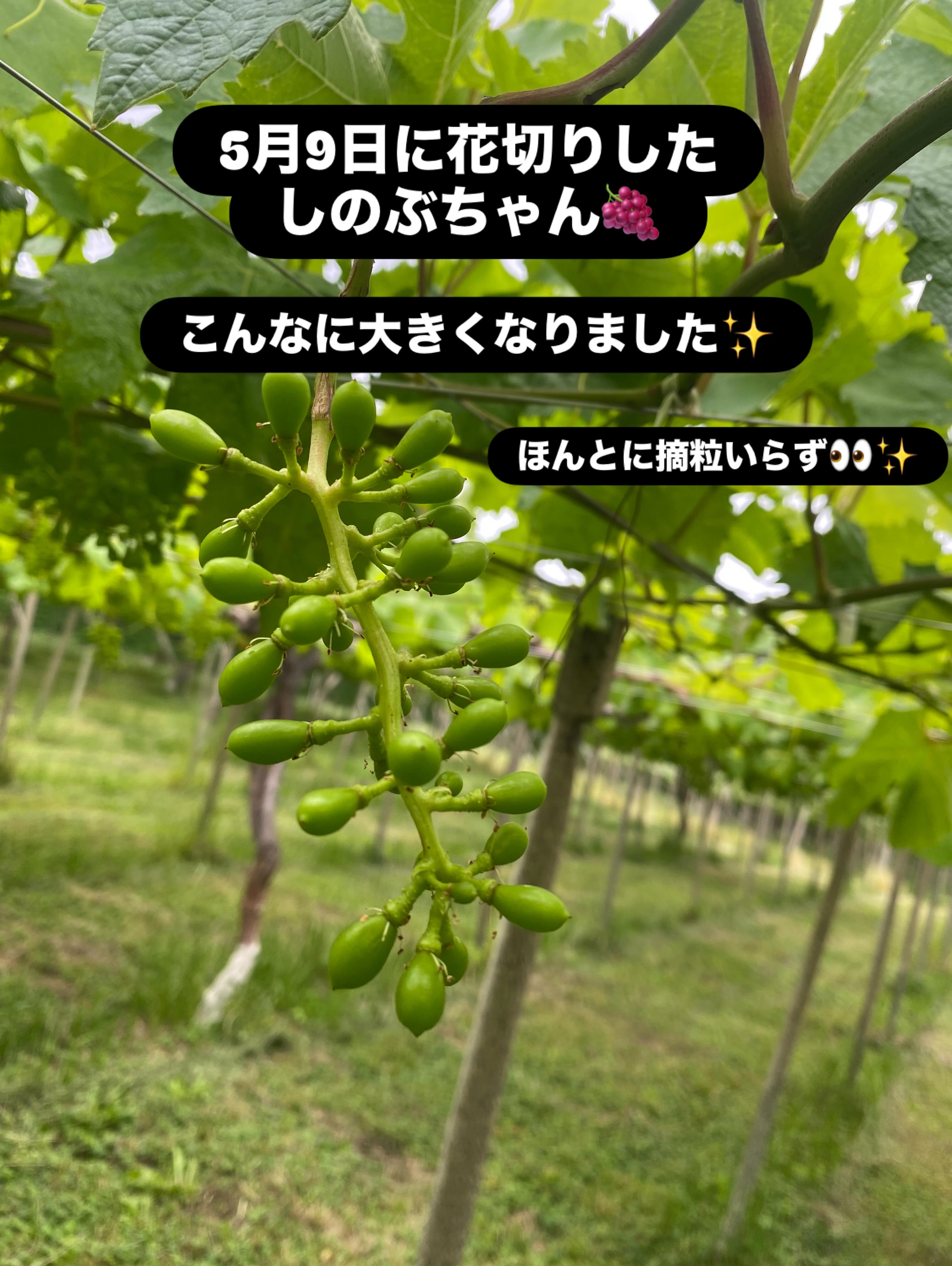 ぶどう屋さんすずきです🍇