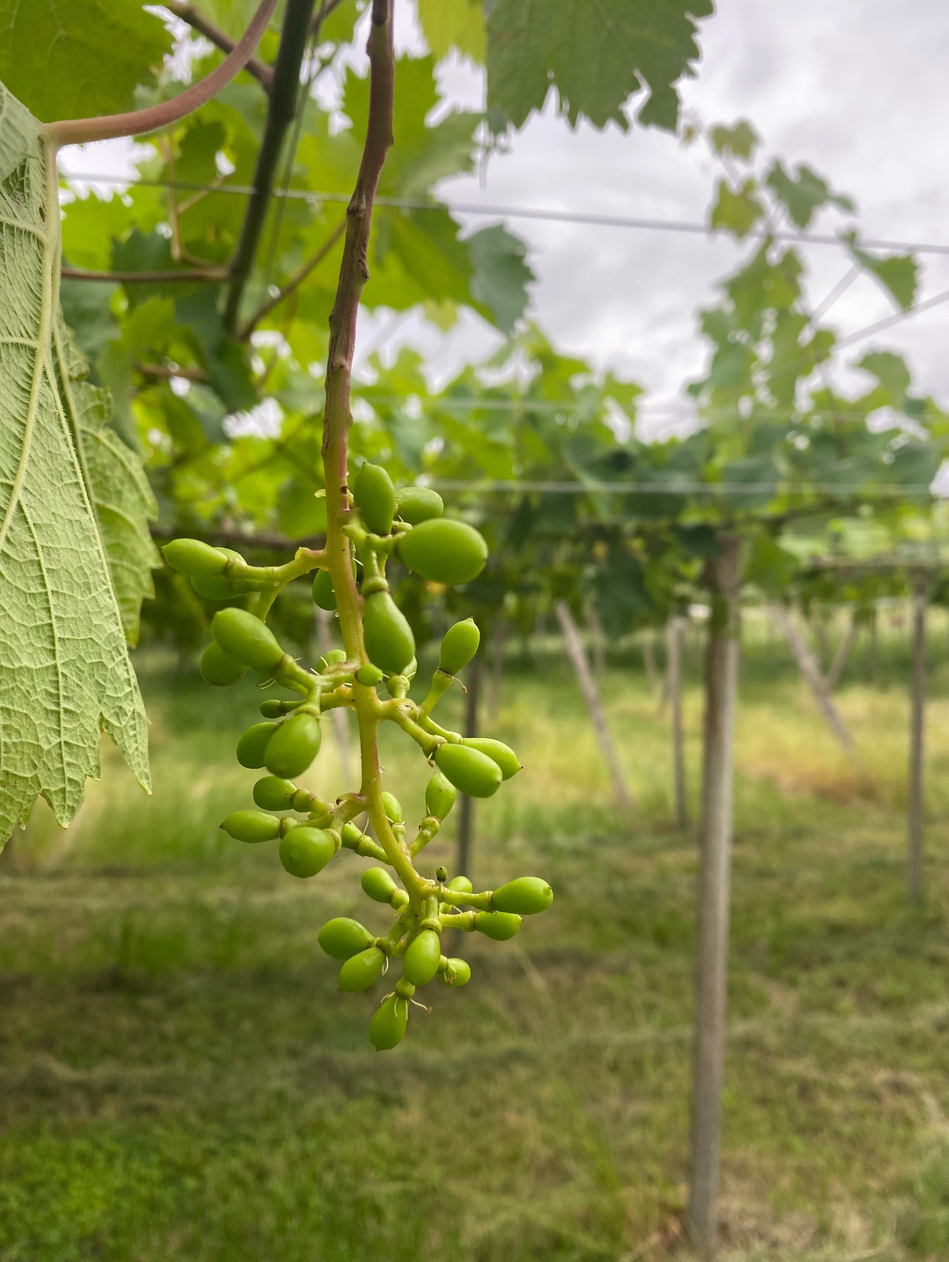 ぶどう屋さんすずきです🍇