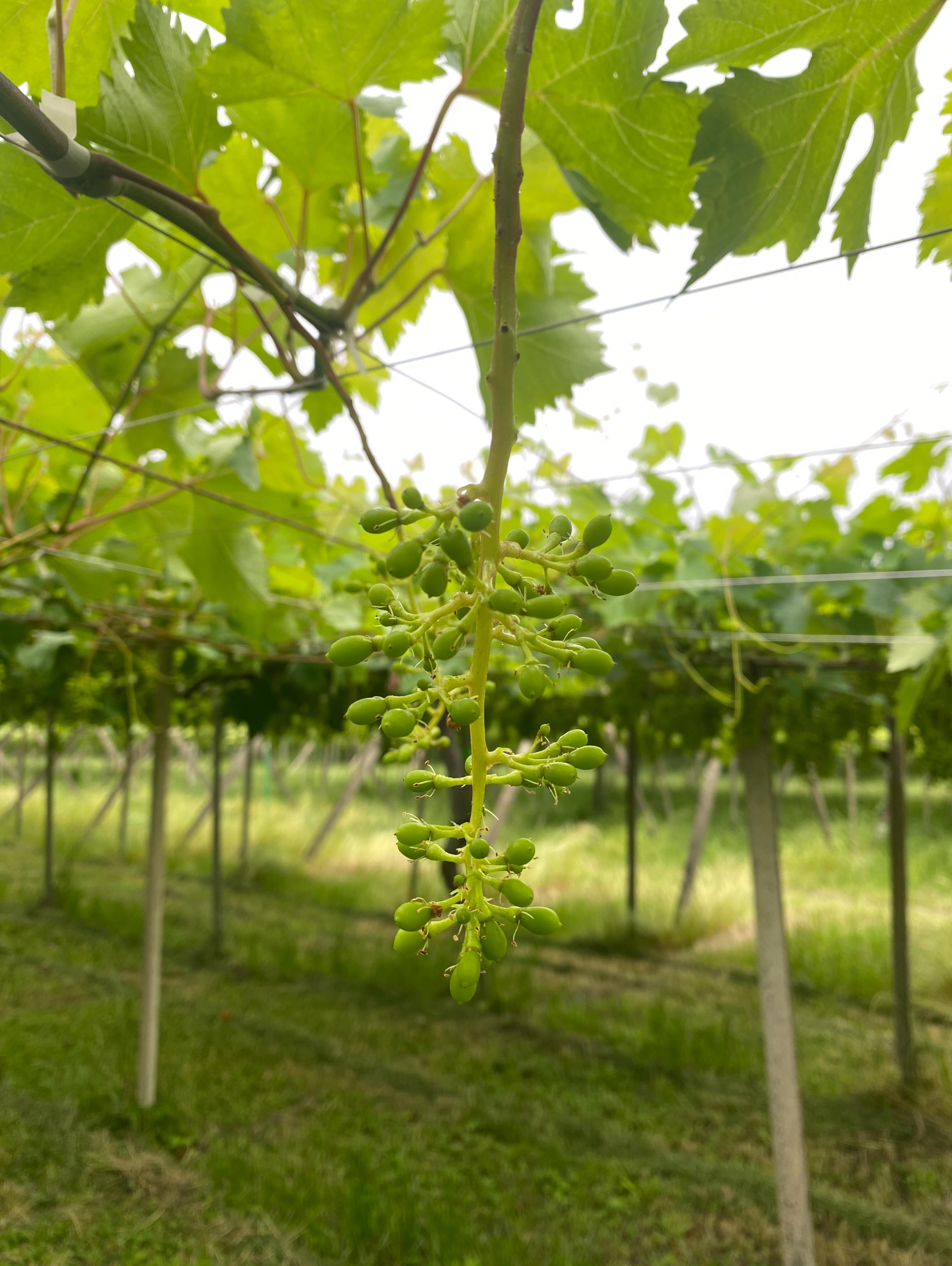 ぶどう屋さんすずきです🍇
