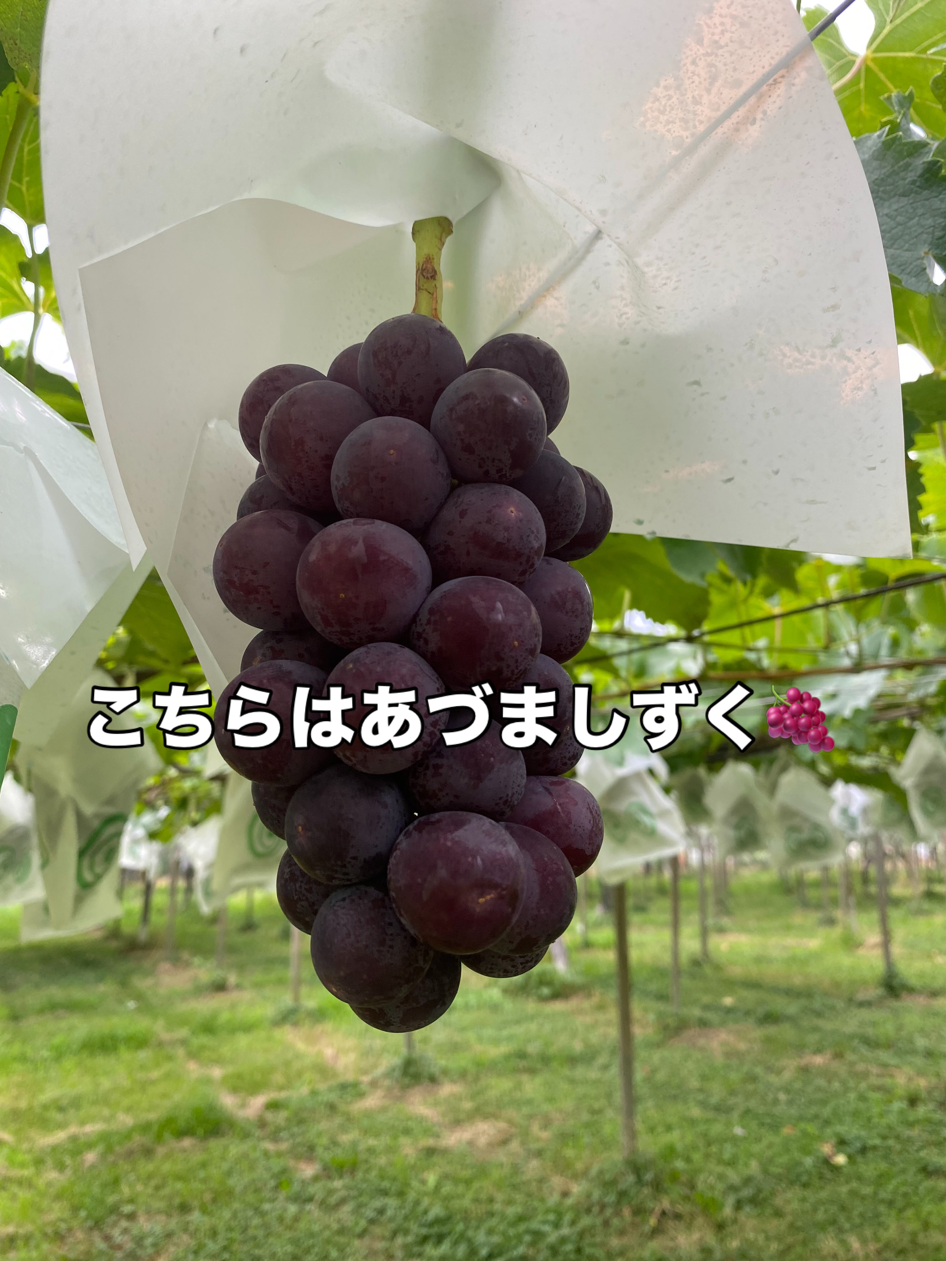 おはようございます🌞