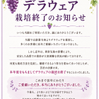 お客様へデラウェア栽培終了のお知らせ