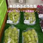 おはようございます🍇