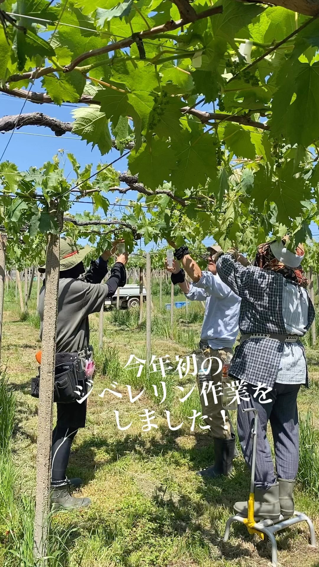 ぶどう屋さんすずきです🍇