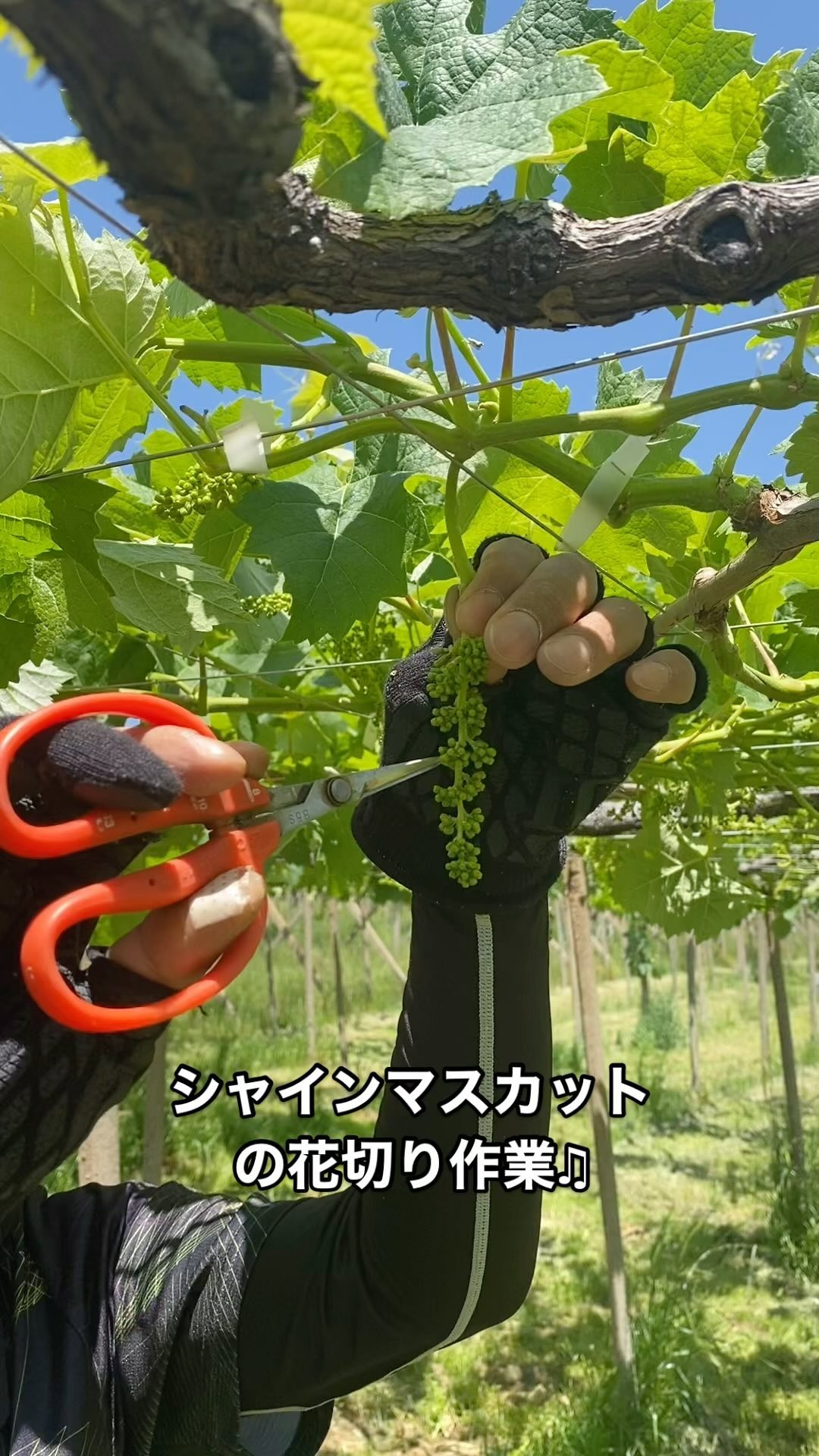 ぶどう屋さんすずきです🍇