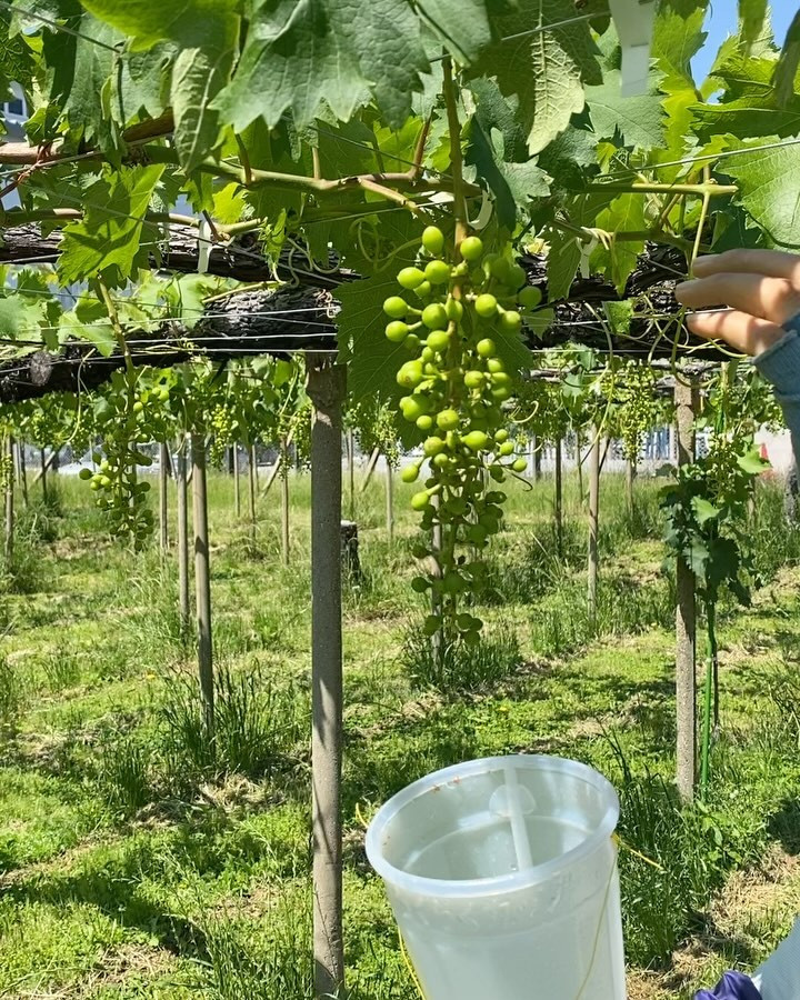 こんばんは♪ぶどう屋さんすずきです🍇