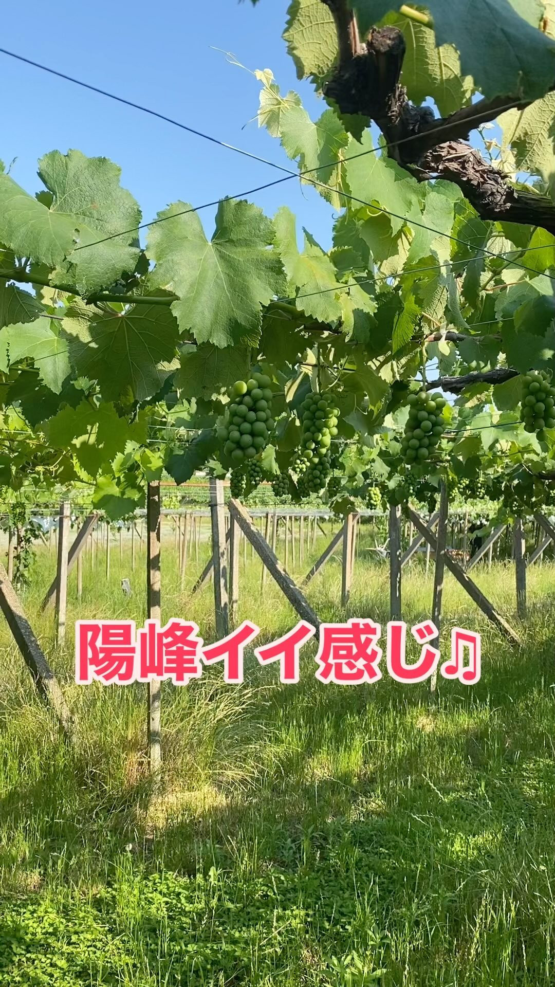 ぶどう屋さんすずきです🍇