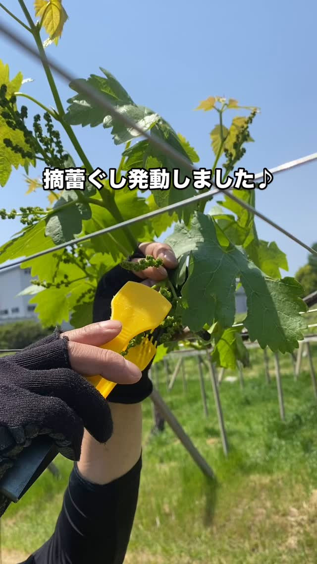 おはようございます🍇