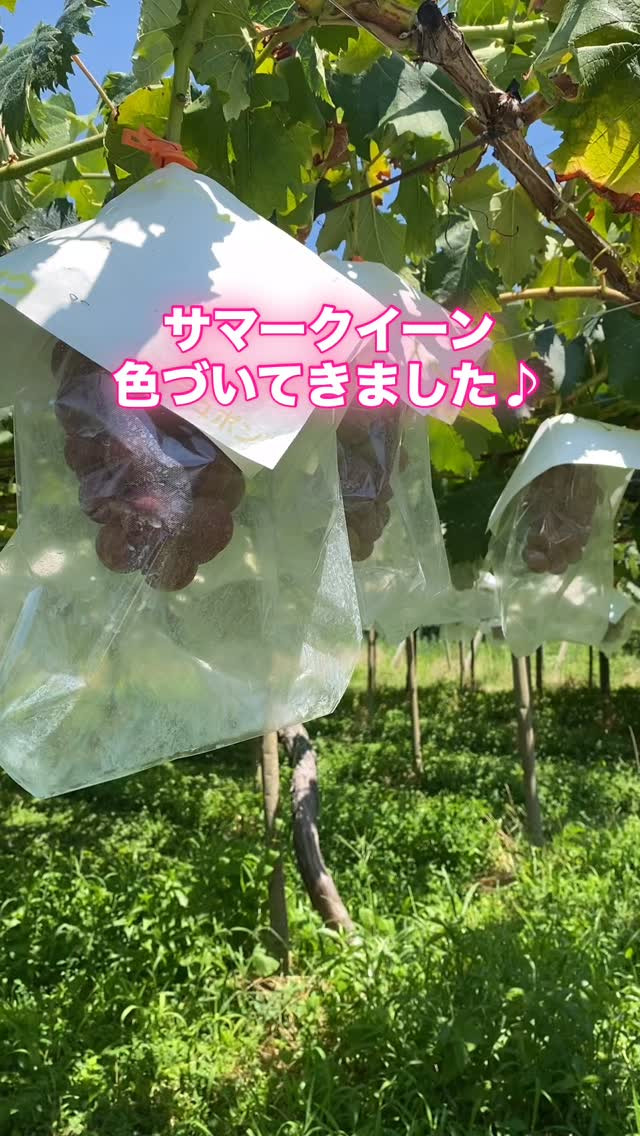 ぶどう屋さんすずきです🍇