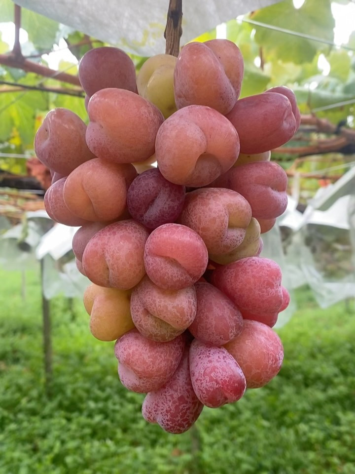 おはようございます♪