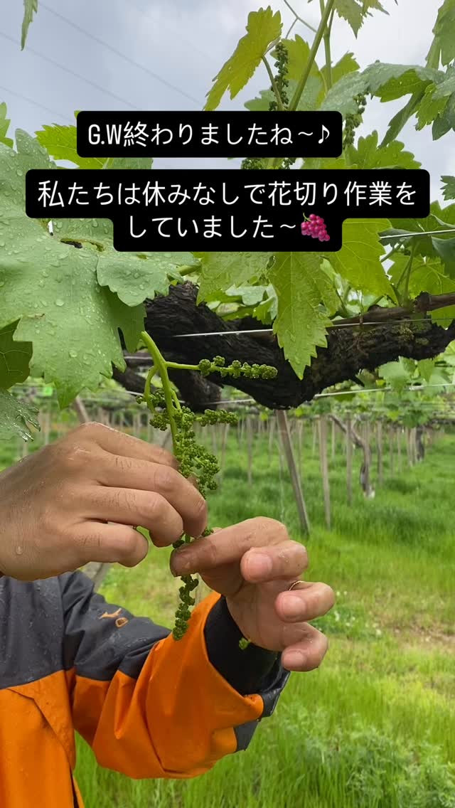 ぶどう屋さんすずきです🍇