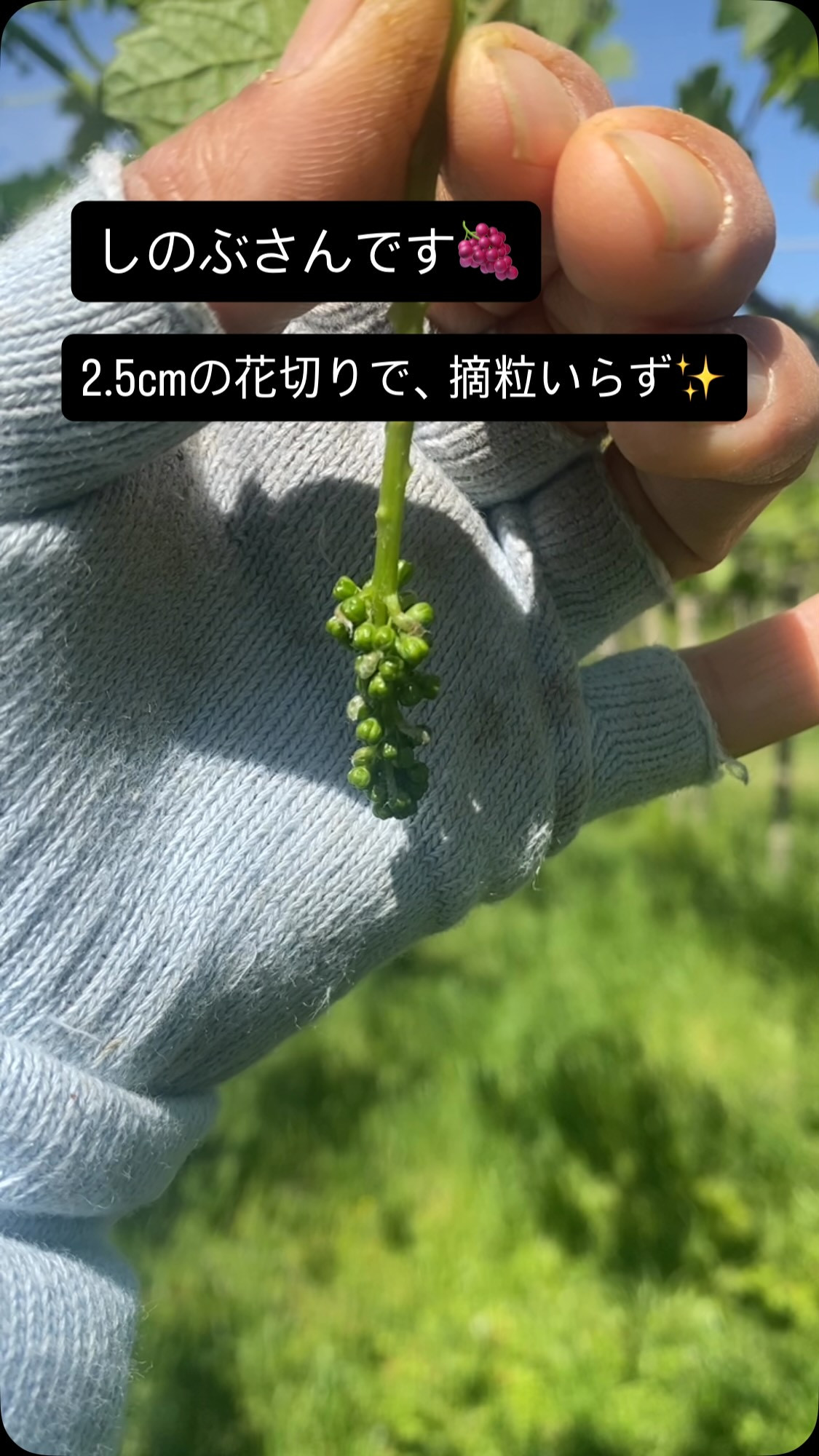 ぶどう屋さんすずきです🍇