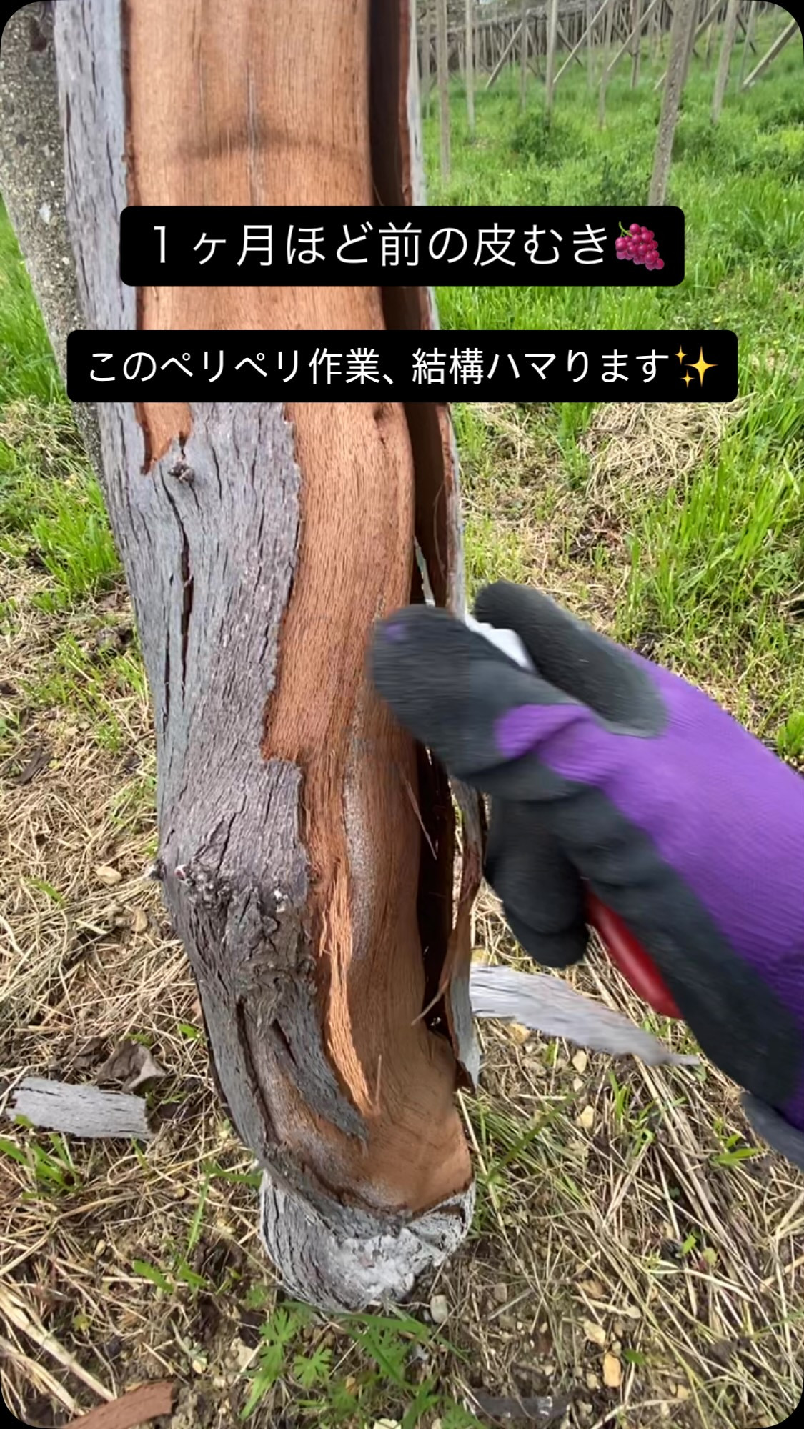 ぶどう屋さんすずきです🍇