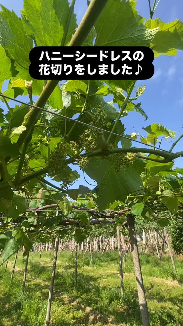 ぶどう屋さんすずきです🍇