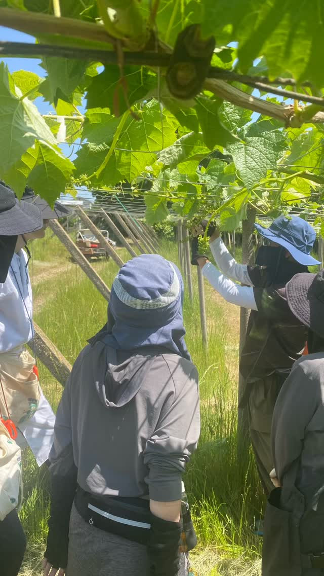 ぶどう屋さんすずきです🍇