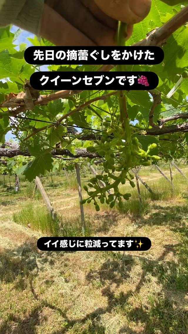 ぶどう屋さんすずきです🍇