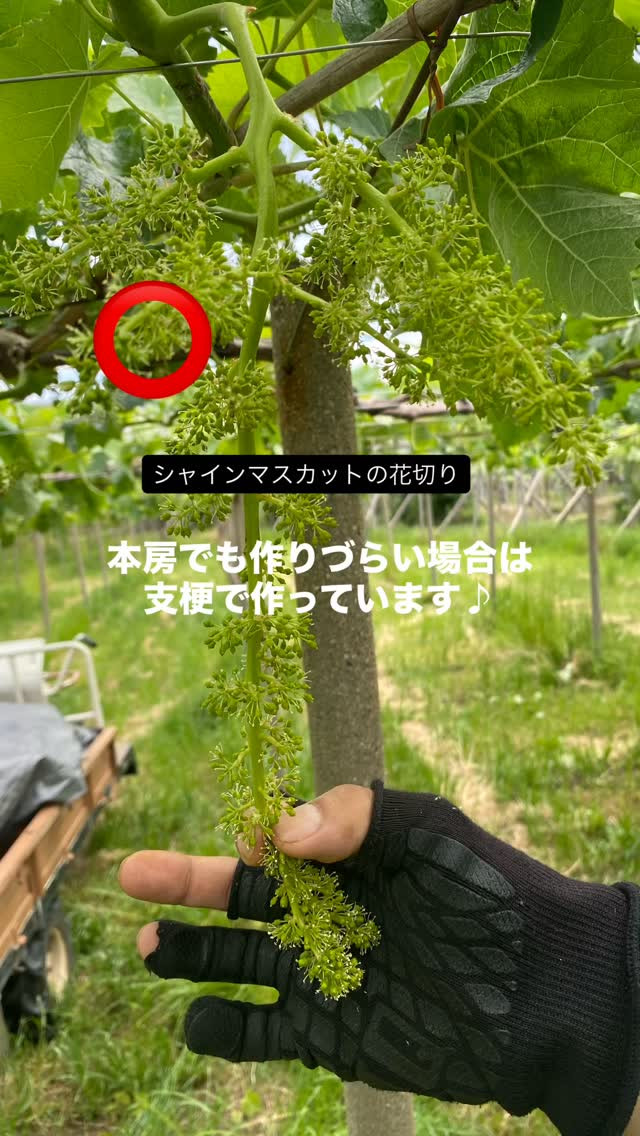 ぶどう屋さんすずきです🍇