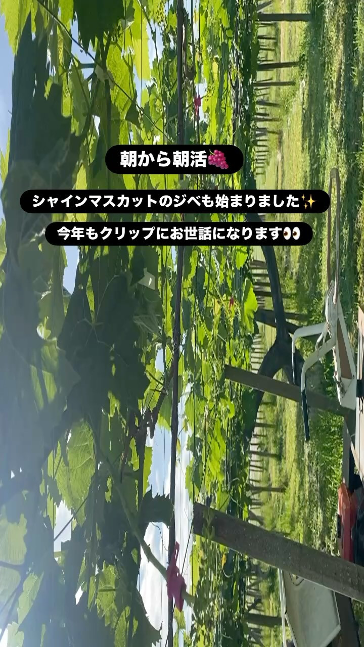 ぶどう屋さんすずきです🍇