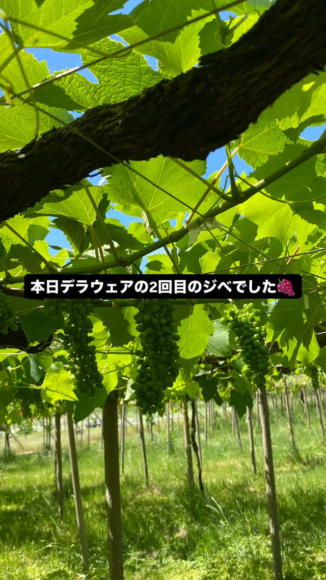 ぶどう屋さんすずきです🍇