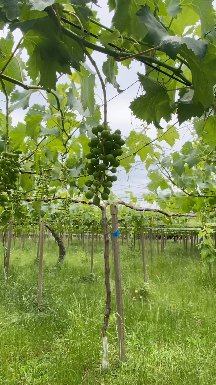 ぶどう屋さんすずきです🍇