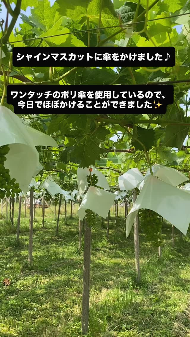 ぶどう屋さんすずきです🍇