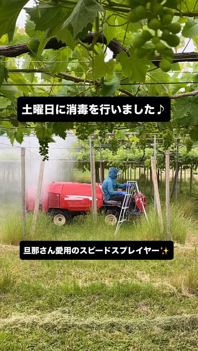 ぶどう屋さんすずきです🍇
