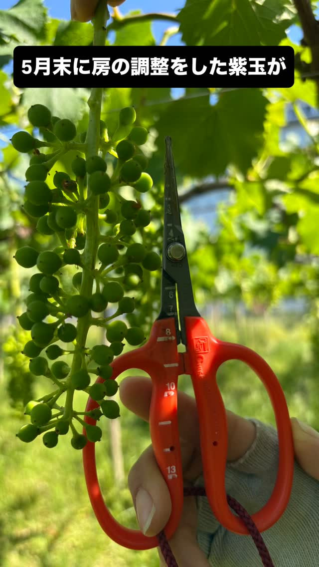 ぶどう屋さんすずきです🍇