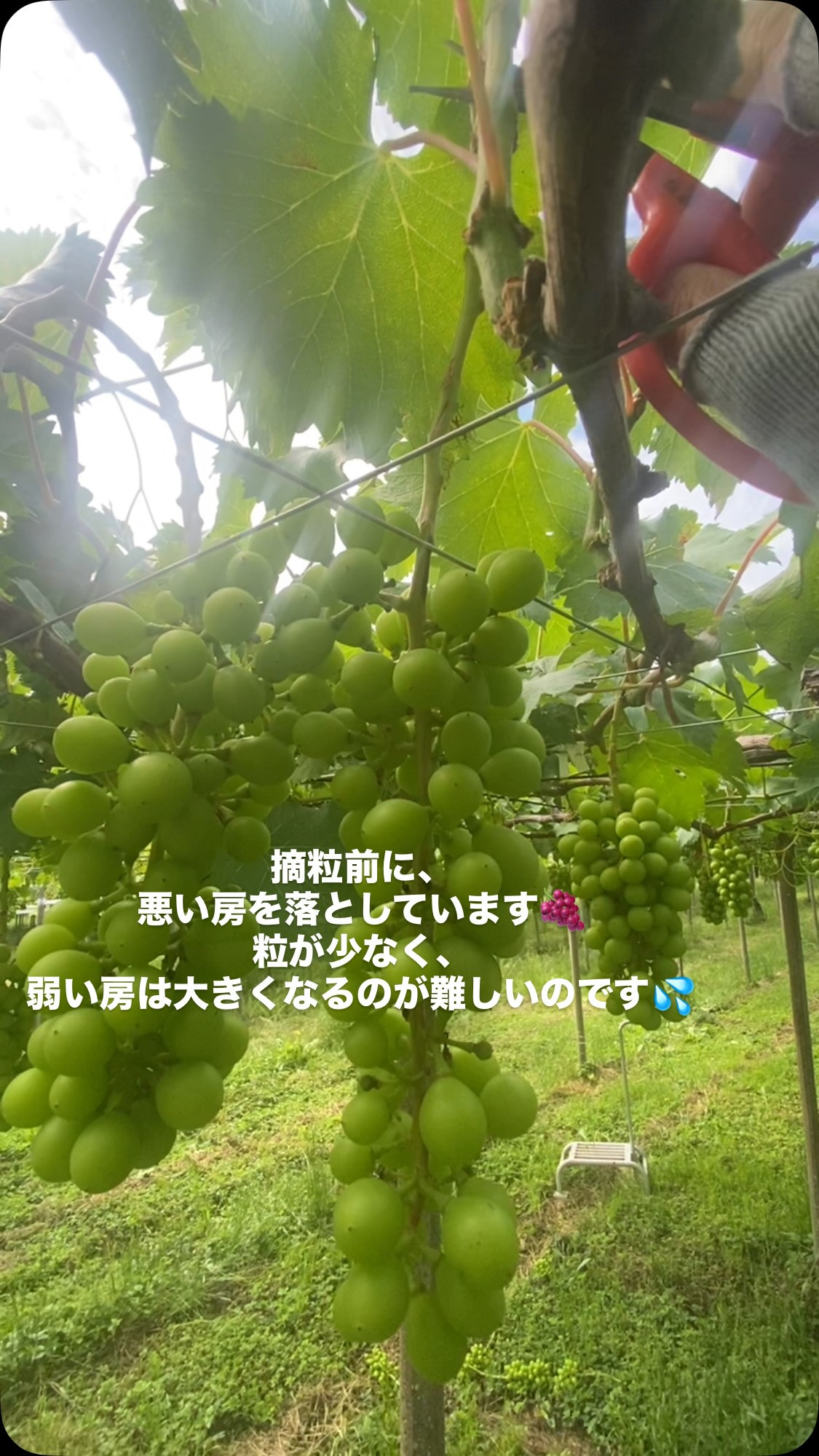 ぶどう屋さんすずきです🍇