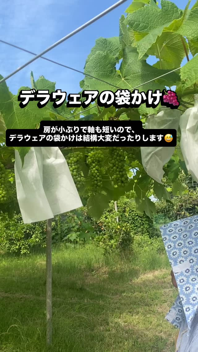ぶどう屋さんすずきです🍇